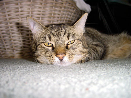 Cat