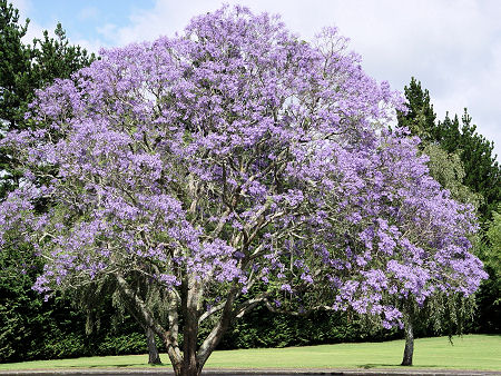 Jacaranda Tree