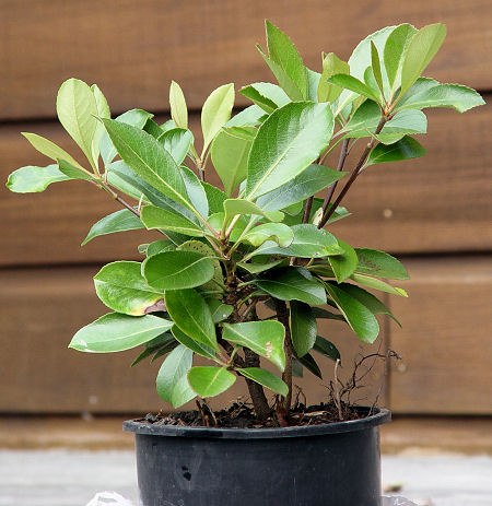 Plant