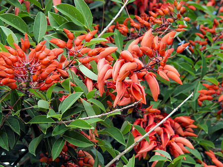 Flowers of the Sykes Coral Tree