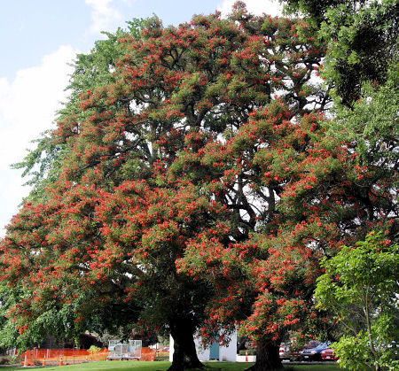 Sykes Coral Tree